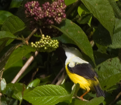 White-collared Manakin