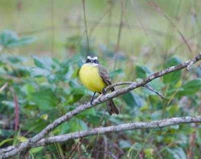 Social Flycatcher