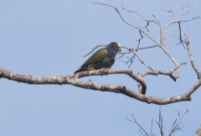 White Crowned Parrots