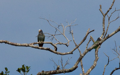 White Crowned Parrots