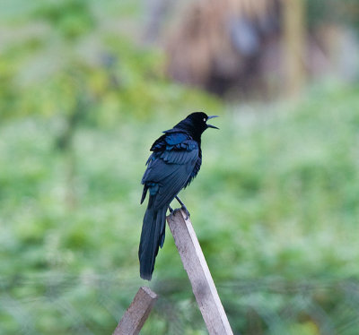 Great-tailed Grackle speaks