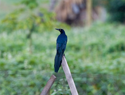 Great-tailed Grackle