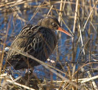 Clapper Rail