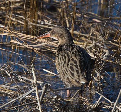 Clapper Rail