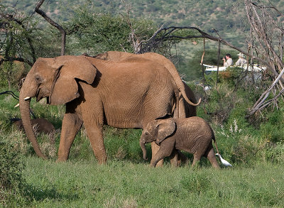 Little elephant keeps up,egret follows and people watch