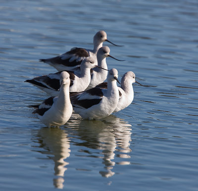 American Avocets in a grouping of 6