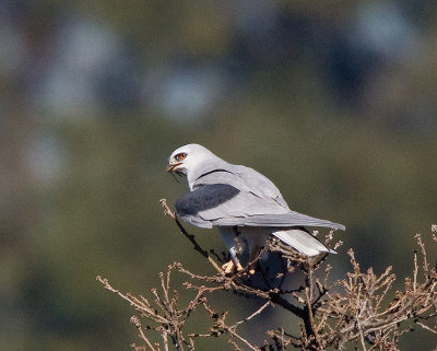 White-tailed Kite with nesting material