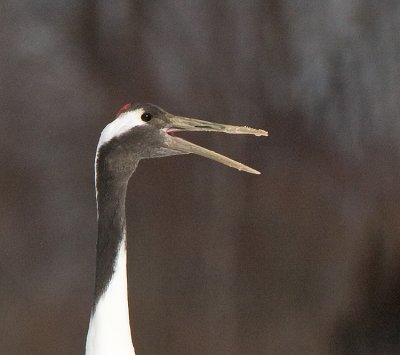 Japanese Red-crowned Crane