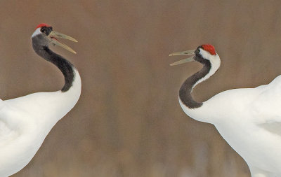 Japanese Red-crowned Crane