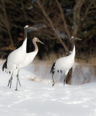 Japanese Red-crowned Crane