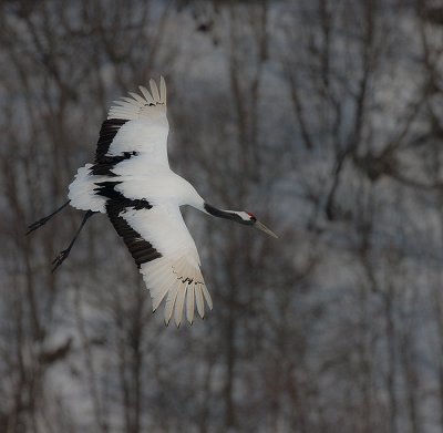 Japanese Red-crowned Crane