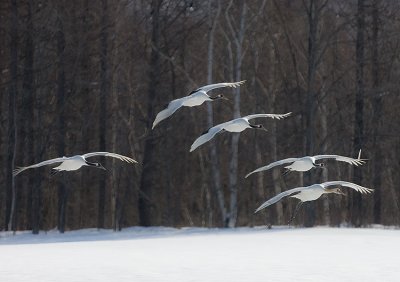 Japanese Red-crowned Crane