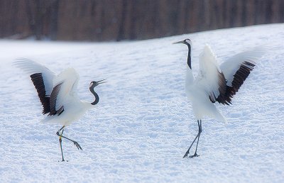 Japanese Red-crowned Cranes Dancing