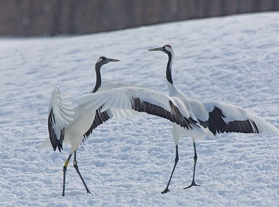 Japanese Red-crowned Crane