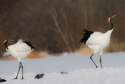 Japanese Red-crowned Crane