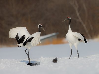 Japanese Red-crowned Crane