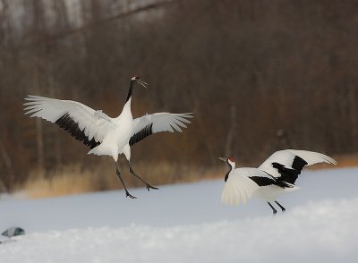 Japanese Red-crowned Crane