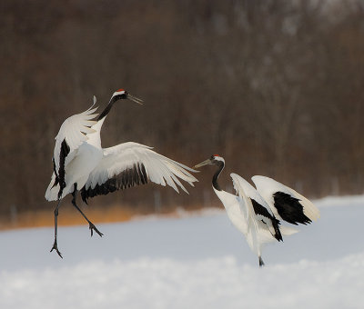 Japanese Red-crowned Crane