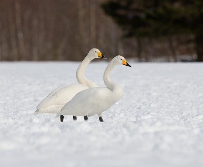 Whooper Swans