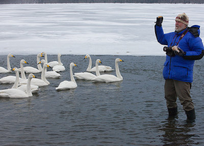 Whooper Swans with Joe Van Os