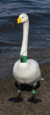 Whooper Swan with monitoring device