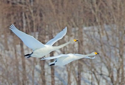 Whooper Swans in flight