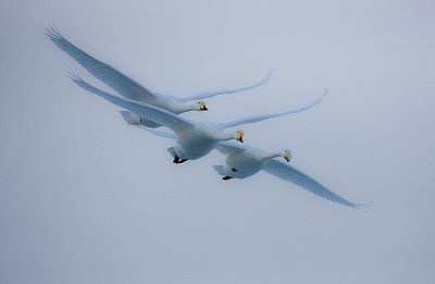 Whooper Swans in flight