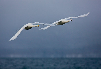 Whooper Swans in flight