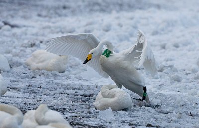 Whooper Swan landing