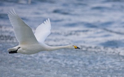 Whooper Swans in flight