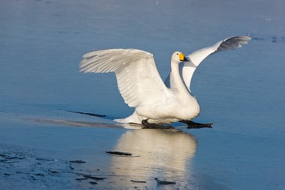 1.Whooper Swan landing