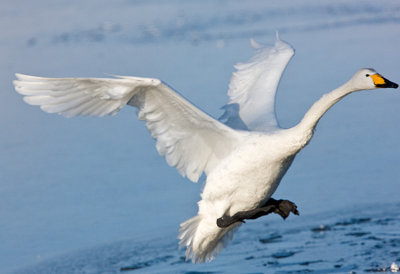 Whooper Swan landing