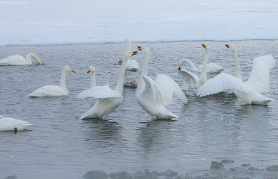 1.Swan fight between 2 groups