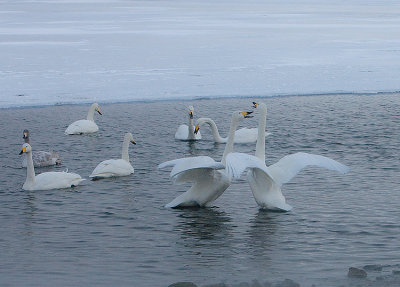 4,Swan fight between 2 groups