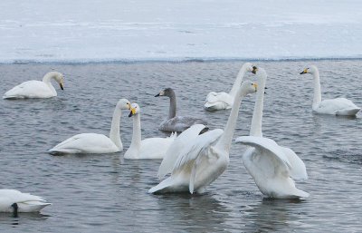 3.Swan fight between 2 groups