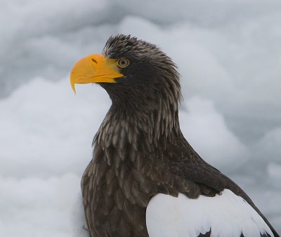 Steller'sSea Eagle