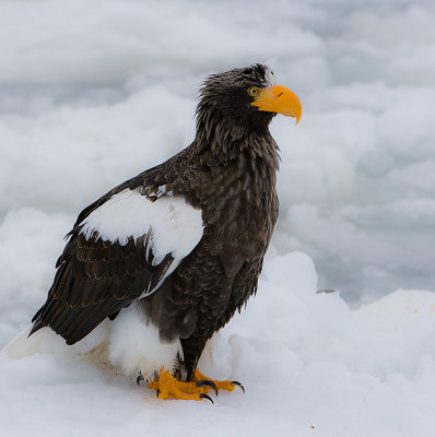 Stellers Sea Eagle