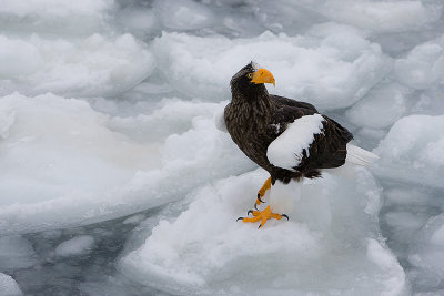 Steller's  Sea Eagle