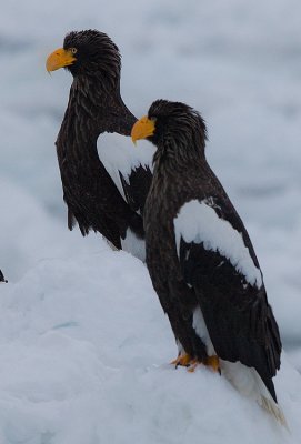 Steller's Sea Eagle