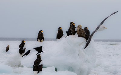 Stellers Sea Eagles