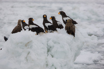 Steller's  Sea Eagles