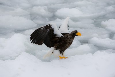 Steller's Sea Eagle