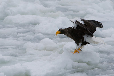 Steller's Sea Eagle