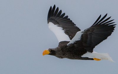 Steller's Sea Eagle