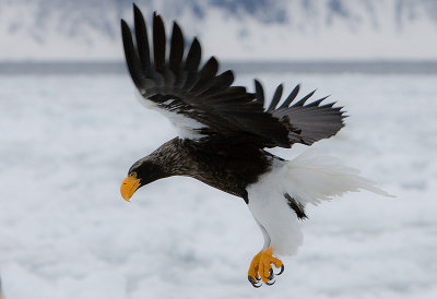 Stellers Sea Eagle