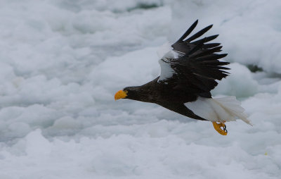 Steller's Sea Eagle