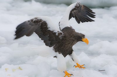 Steller's Sea Eagle