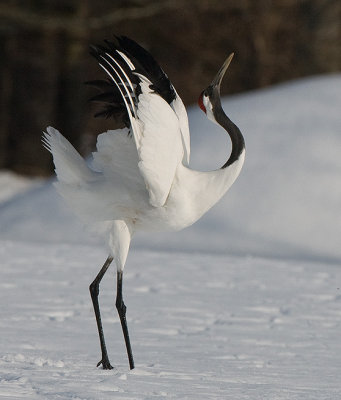 Japanese Red-crowned Cranes