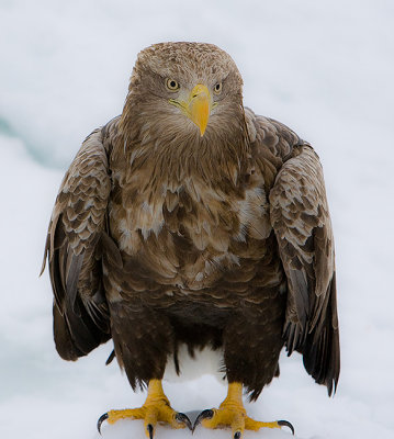 White-Tailed Sea Eagle