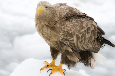 White-Tailed Sea Eagle